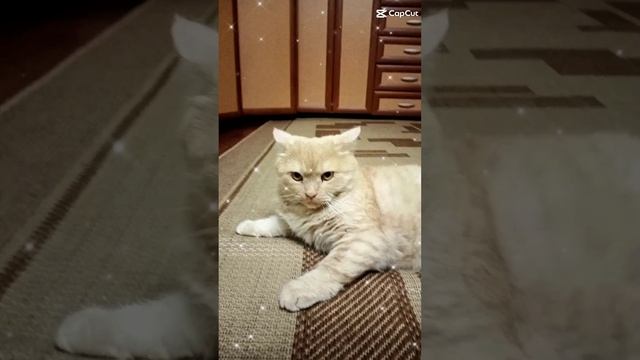 кот дома