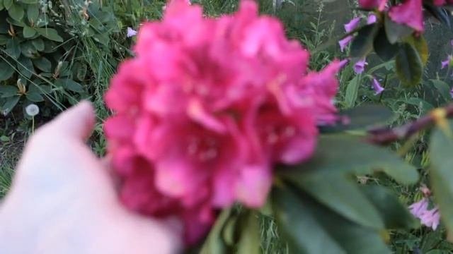 Рододендроны - Три года спустя - Мой сад - Цветение весной