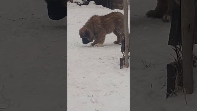 Будни питомника.ОР Фрейя Фая,4,5 месяца и Магия,2,5 месяца...Ну,и козочки)