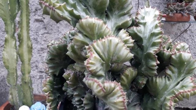Euphorbia Láctea Cristata