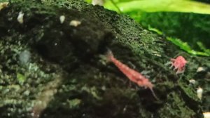 Мой креветочник на 30 л/ Мой аквариум 30 л с креветками