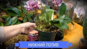 Как правильно поливать орхидею