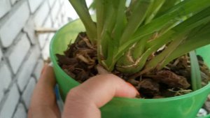 Летний цветонос у Цимбидиума. Балконная жизнь