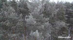 Заставка Зимний Лес