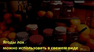 Растение Лох - Интересные Факты!