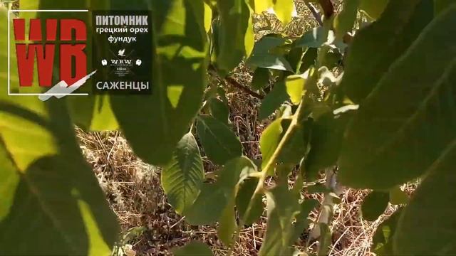 Орех Кочерженко без полива: Результат.  Walnuts Broker #ГрецкийОрехКочерженкоУкраина