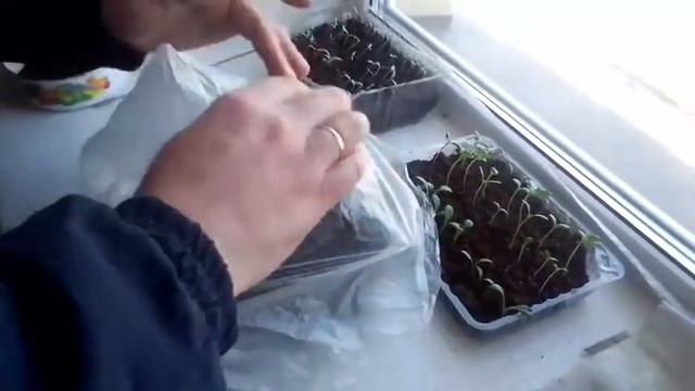 земляника садовая МОРОЗОВ ( КУПЧИХА+ МАРА ДЕ БУА) Тюмень смотреть онлайн