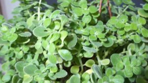 Плектрантус войлочный - чудесное неприхотливое растение