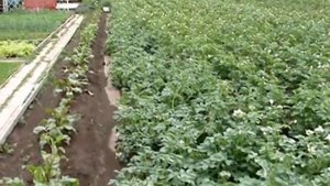 Супер картофель на севере. Super potatoes in the north.