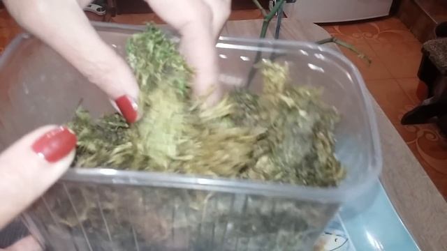 Орхидея из Азии которая растет во вхе---нужно срочно пересаживать. смотреть онлайн