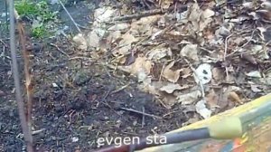 Виноград "Таежный" плачет. Весенняя обрезка