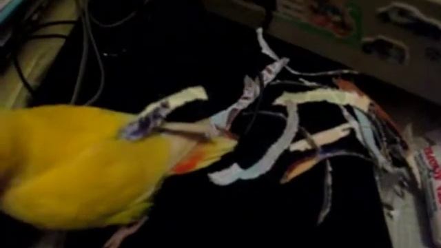 Попугай Кука смотреть онлайн