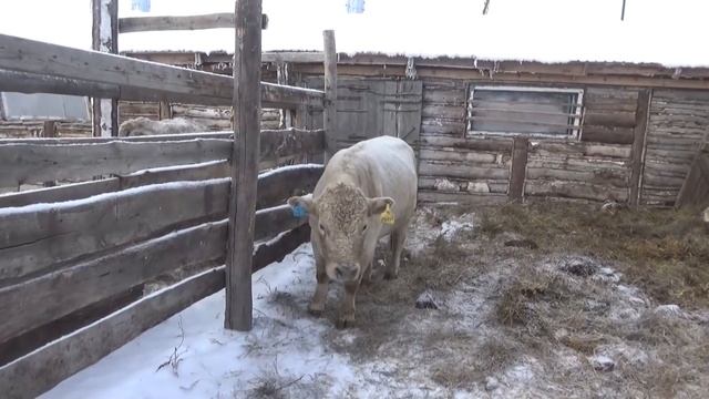 Почему заболел племенной бык! Как его лечил! смотреть онлайн