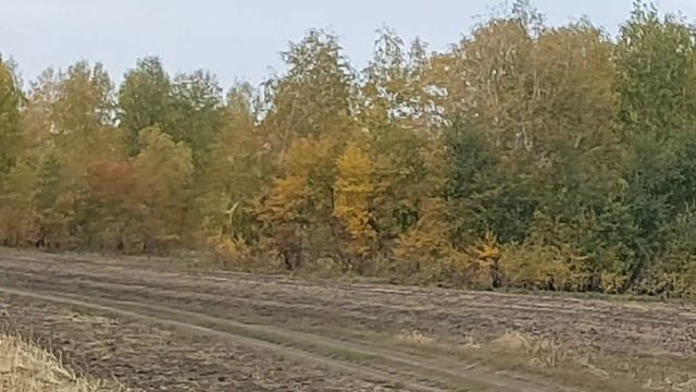 ОСЕННИЕ НАПЕВЫ ПРИРОДЫ/РЕЛАКС ОСЕНИ/ОМСКАЯ ОБЛАСТЬ/ЛЕСОСТЕПИ