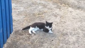 У кошки отобрали маленьких котят и увезли  А на следующее утро произошло ЧУДО!