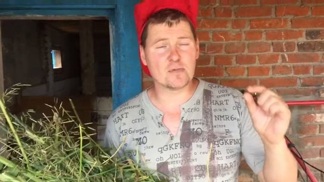 А траву отдайте свиньям!!! #свиноводство  #кормлениескота  #хозяйство