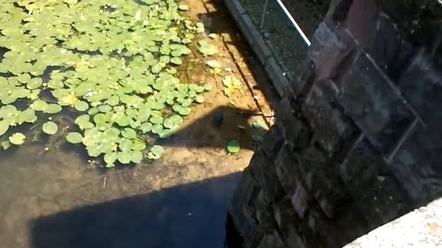 Водоплавающие-водяная курица
