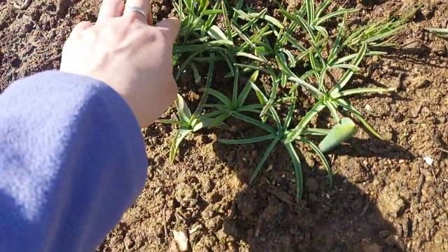 Неделя после высадки растений// Как они себя чувствуют? // 21.04 2023 смотреть онлайн