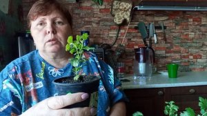 Посылочка с хризантемами !  . Мороз -5. Жизнь на пенсии.   За 3-4 мая. Хроника.