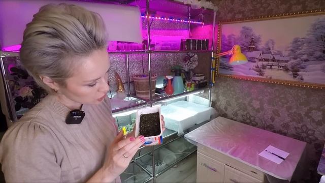 ДНЕВНИК РАССАДНИЦЫ.КАЛИБРАХОА/ПЕРЕЦ/ГАЦАНИЯ... смотреть онлайн