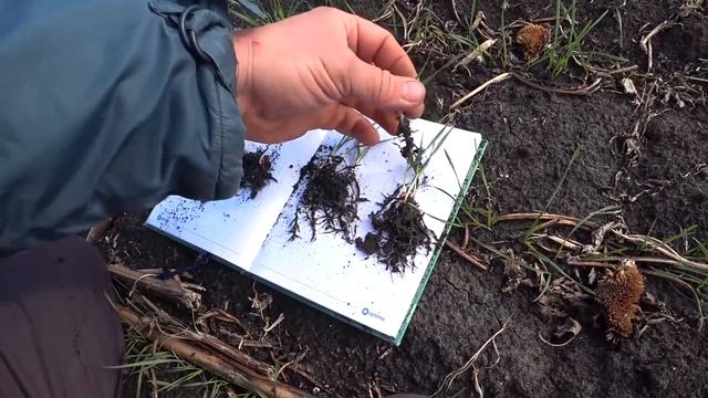 Смотри в корень! Глубина посева и развитие пшеницы. смотреть онлайн