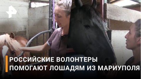 Волонтеры из России помогли изголодавшимся после обстрелов ВСУ лошадям / РЕН Новости
