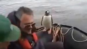 Удалой пингвин, от касаток ушел к людям!