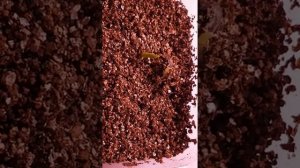 Новые всходы стрелиции королевской из семян.  Продолжение опыта.