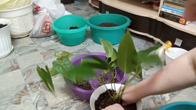 Комнатные Цветы. Пересадка Антуриумов. смотреть онлайн