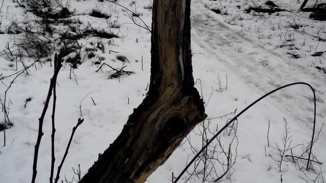 Защита саженцев от солнечных ожогов и морозобоин. Очень важно!!! смотреть онлайн