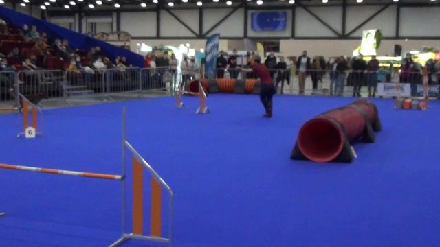 Сорокина Анастасия Бордер Колли INFINITY ENERGY смотреть онлайн