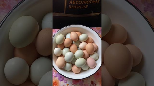 Домашние яйца