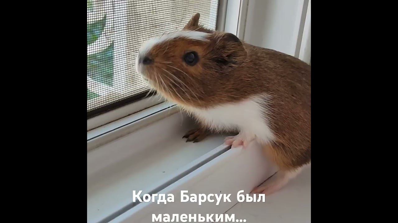 Маленький миленький Барсук (июль 2022) #морскиесвинки #морскаясвинка #guineapig