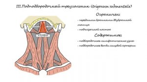 Области и треугольники шеи┃Triangles of the Neck