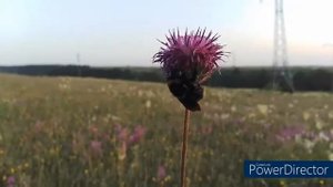 ...И солнце как в лапах шмеля!