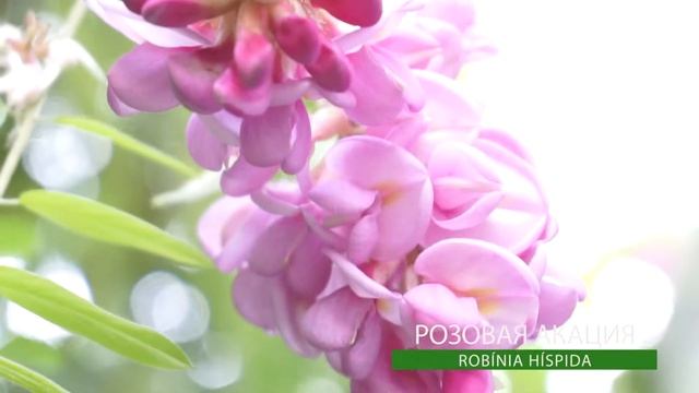 Робиния розовая I Robinia Hispida