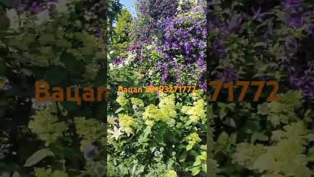 Саженцы. Спрашивайте каталог на вацап. #клематисы #питомник смотреть онлайн