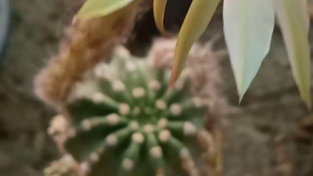 Echinopsis subdenudata(Syn: E. subdenudatus)1# 29-5-2021