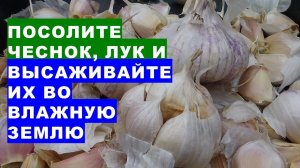 Посолите чеснок и лук перед посадкой во влажную землю Technology for planting winter garlic and onio