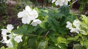 Весеннее утро , еще один сорт шалфея!!!🌿🌹🌿🌹🌿🌹🌿