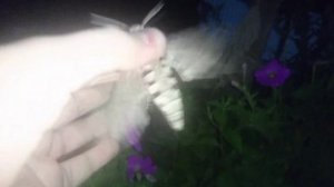 бражник вьюнковый