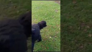Друзья срочно нужна Ваша помощь ! У собаки отказывают задние лапы !!! 🆘🆘🆘