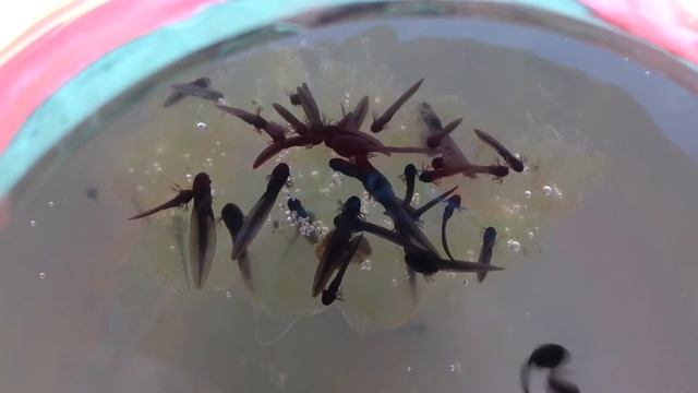 Головастики 4ый день из икринок смотреть онлайн