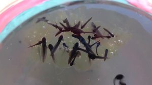 Головастики 4ый день из икринок