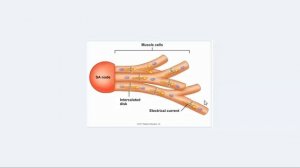 Easy Physiology | C.V.S | Introduction