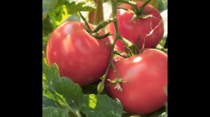 Самый лучший томат в мире 2023 г.!Высокоурожайный, сладкий и вкусный томат ВОЛГОГРАДСКИЕ ЗОРИ!СУПЕР