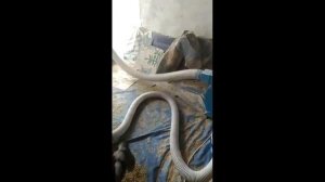 Миг1600 с мешконабивателем. Видео от клиента дробилка в работе