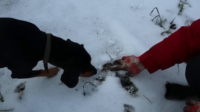 Овощи из-под снега! Собираю урожай в конце ноября / Овощи, которые не боятся морозов смотреть онлайн