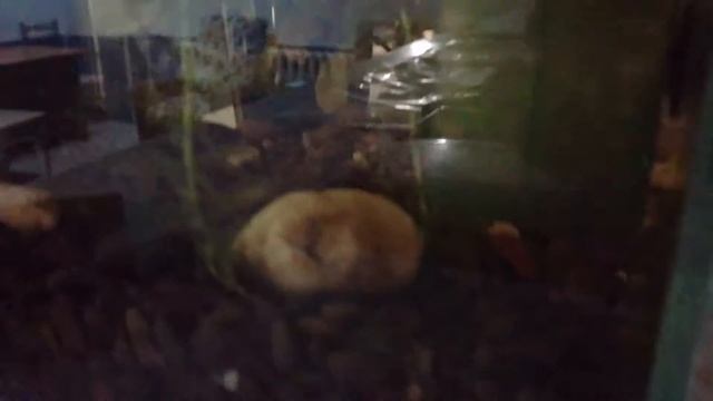 Как спит петушок супер-дельта смотреть онлайн