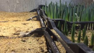 Выгонка тюльпанов обзор 17 января 2021